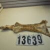 Bobcat wall hanger (soft tan)