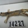 Lynx wall hanger (soft tan)