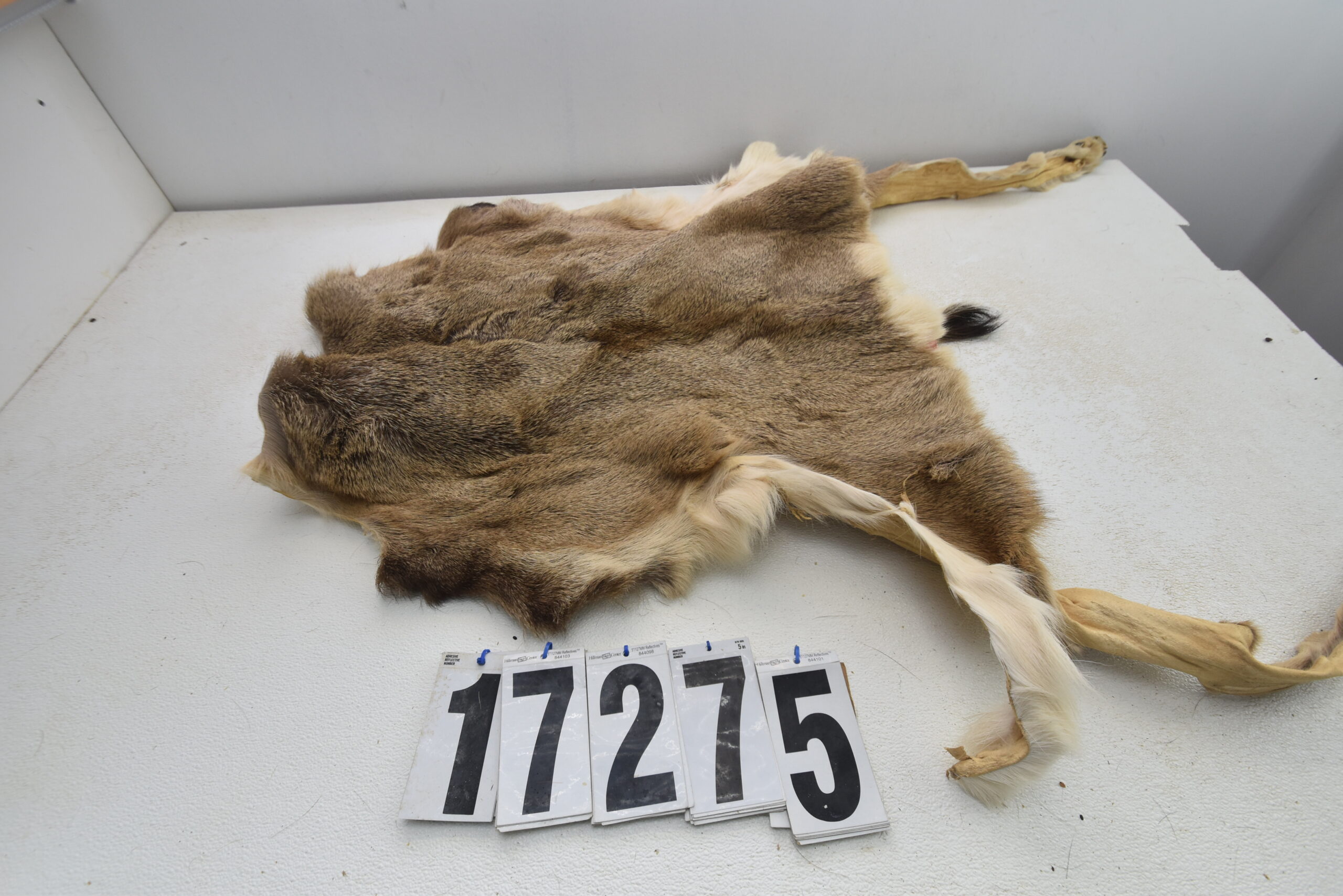 Whitetail Deer Taxidermy Tanned Fur on Hide White Buckskin -   Log Cabin Decor