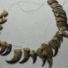 100 Bear claws (sheaths/necklace)