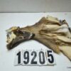 Whitetail deer cape 6.75x14x15x16