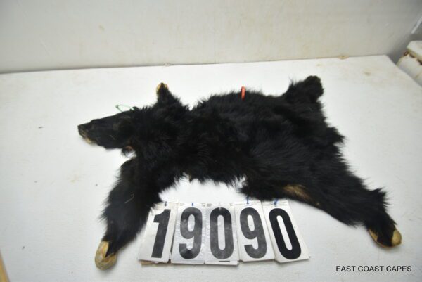 Black bear cub life size 3x12x25x35