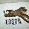 Whitetail deer cape 6.75x16x16x17