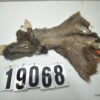 Whitetail deer cape 7x16x16x17