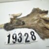 Whitetail deer cape 6.75x16x16x17