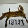 Red fox life size 15.5x30