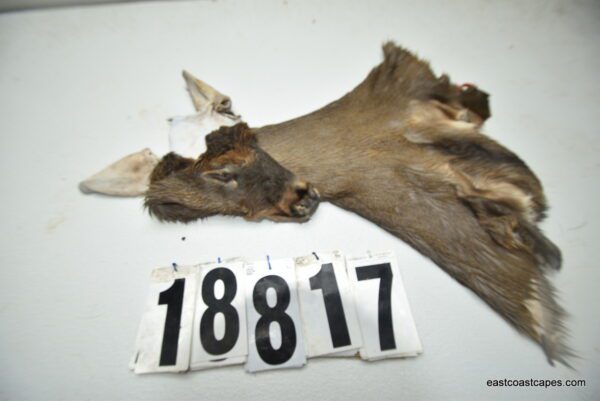 Whitetail deer cape 7x16x17x17.5