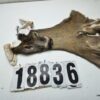 Whitetail deer cape 7.5x18x19x20
