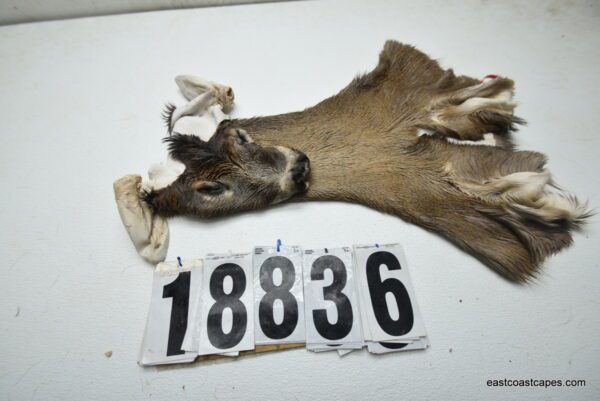 Whitetail deer cape 7.5x18x19x20