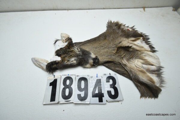 Whitetail deer cape 7.25x17x18x19