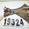 Whitetail deer cape 7x16x17x18