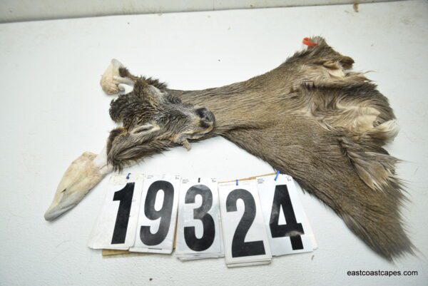 Whitetail deer cape 7x16x17x18