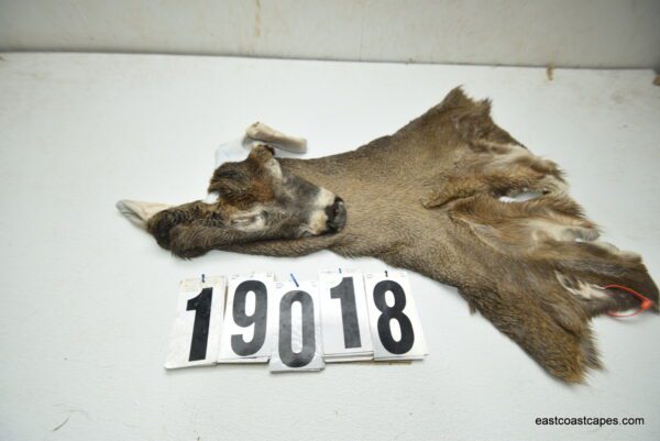 Whitetail deer cape 7.75x21x22x23