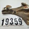 Whitetail doe cape 6.5x11