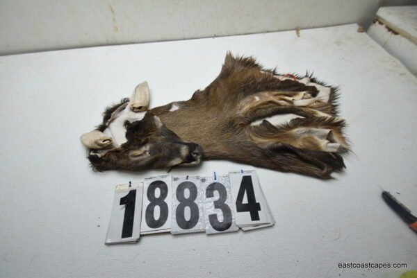 Whitetail deer cape 7.25x19x20x21