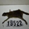 Raccoon life size 22x26 - Image 2