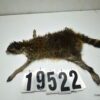 Raccoon life size 22x26