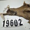 Whitetail deer cape 7.25x18x19x20