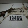 Life size piebald doe 4.75x11x26x42