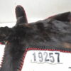 Bear skin rug