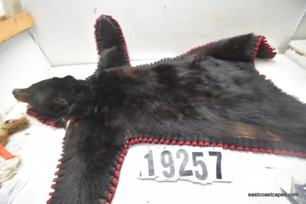 Bear skin rug
