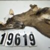 Whitetail deer cape 7.25x17x18x19