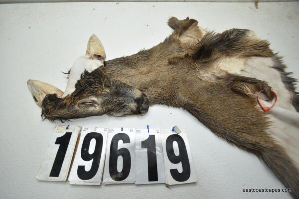 Whitetail deer cape 7.25x17x18x19