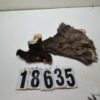 Fallow deer cape 5.75x15