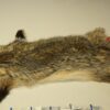 Badger life size (COMING SOON)