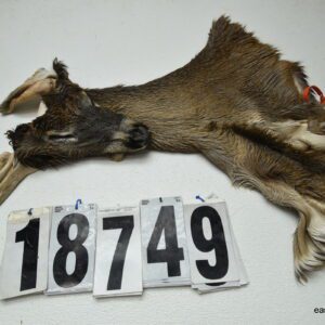 Whitetail deer cape 6.75x14x15x16