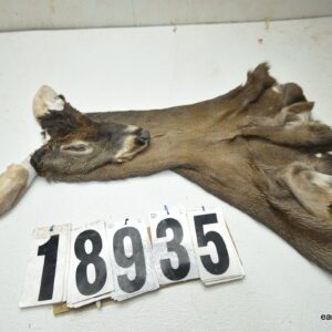 Whitetail deer cape 7.25x18x19x20