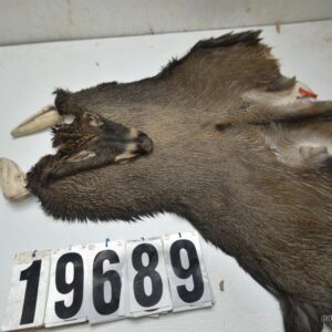 Whitetail deer cape 7.75x21x22x24