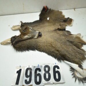 Whitetail deer cape 7.75x22x23x24
