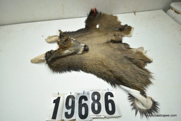 Whitetail deer cape 7.75x22x23x24