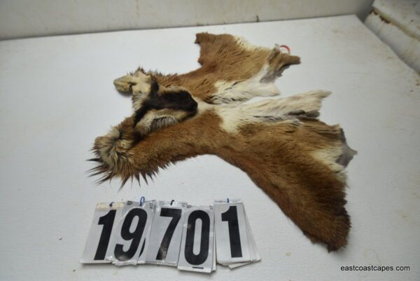 Antelope cape 8.75x16