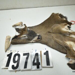 Whitetail deer cape 7.5x20x21x22