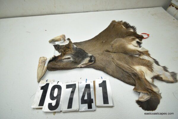 Whitetail deer cape 7.5x20x21x22