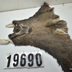Whitetail deer cape 7.75x22x23x24