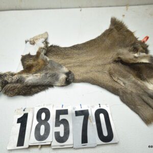 Whitetail deer cape 7.75x20x21x22