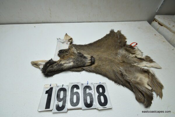 Whitetail deer cape 8x23x24x25