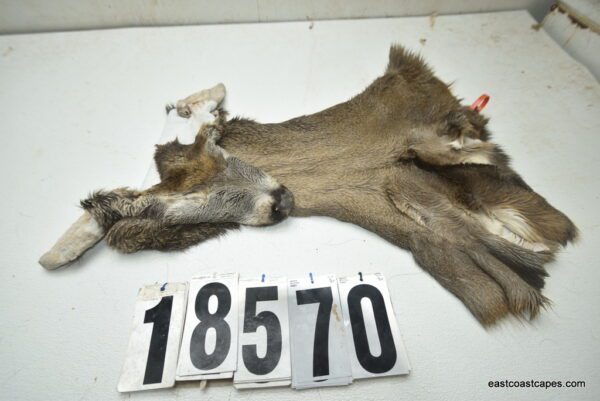 Whitetail deer cape 7.75x20x21x22