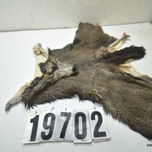 Mule deer cape 7.25x18x19x20