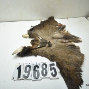 Whitetail deer cape 7.75x22x23x24