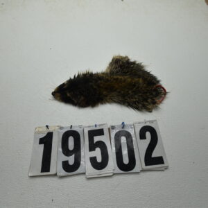 Raccoon cape 2 1/8" x 9"