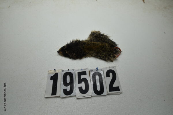 Raccoon cape 2 1/8" x 9"