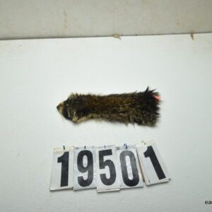 Raccoon cape 2 1/8" x 9"