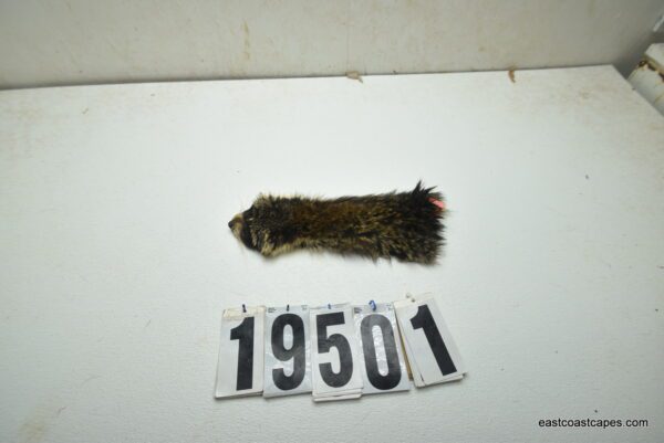 Raccoon cape 2 1/8" x 9"