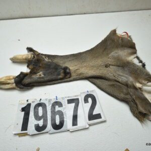 Whitetail deer cape 7x17x18x18.5