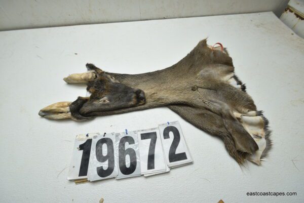 Whitetail deer cape 7x17x18x18.5