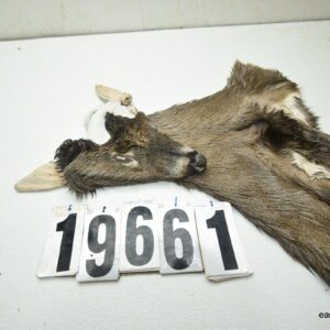 Whitetail deer cape 7.5x18x19x20